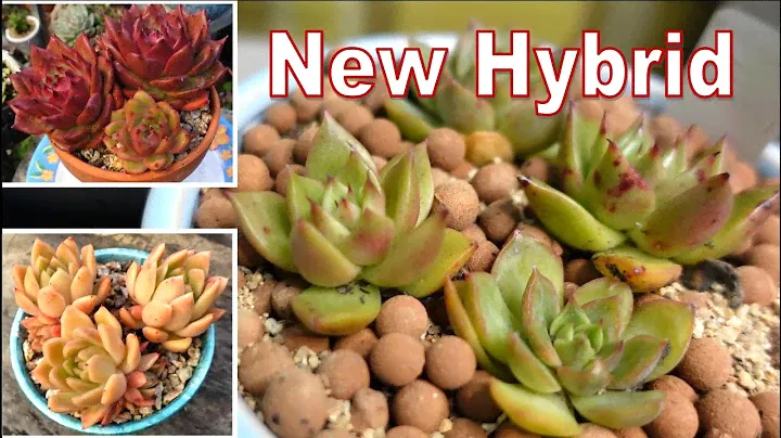 My NEW Succulent Hybrid - ECHEVERIA RAMSES | Growing Succulents with LizK
