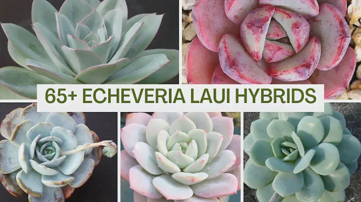 97 Echeveria laui HYBRIDS | MOODY BLOOMS