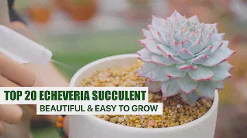 Identify 20 Echeveria Succulent - Beautiful & Easy to Grow // Joy Garden Succulent