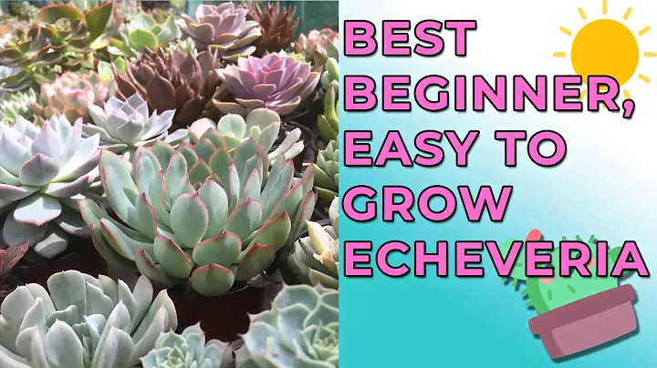Best Beginner Echeveria Anyone Can Grow| Hardy & Easy To Grow Echeveria