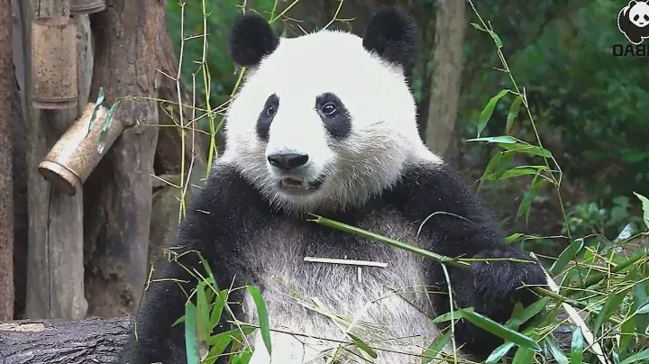 Majestic Count Yew of the White Yangtze - Showcasing Noble Grace!