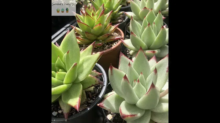 Echeveria Agavoides Ebony vs Lipstick
