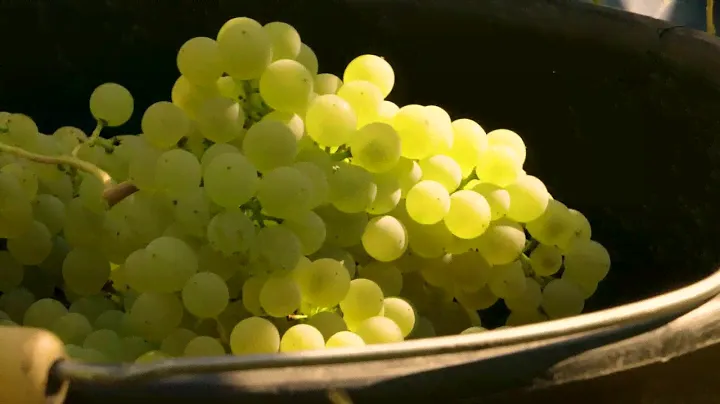 "Mag" - How Champagne AR Lenoble keeps our reserve wines ageing in magnums under natural cork