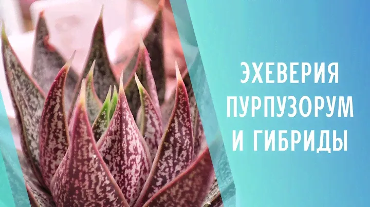 Эхеверия Пурпузорум и её гибриды🌱 Echeveria Purpusorum hybrid