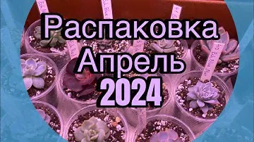 Распаковка суккулентов 🪴
