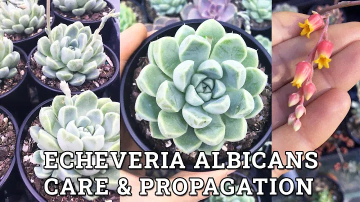 Echeveria Albicans Care & Propagation