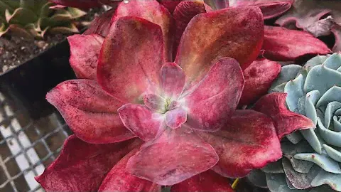 Echeveria fireball двух видов самая красная эчеверия на свете и другие суккулентов в моей коллекции